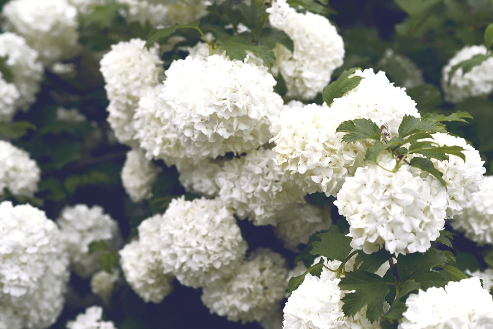 shallow focus photography of white flowers