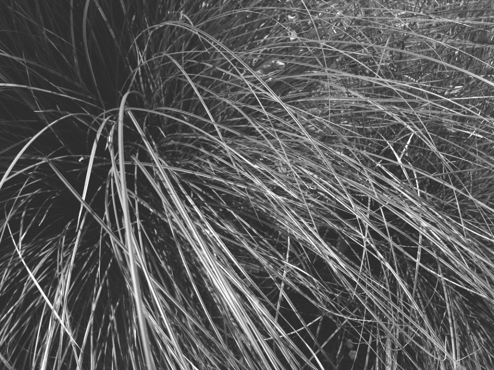 Auckl, New zeal, Black  white