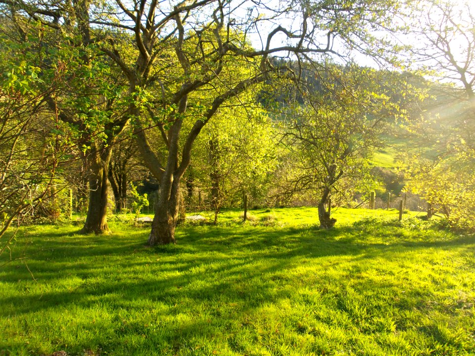 Trees, Spring, Ancient orchard