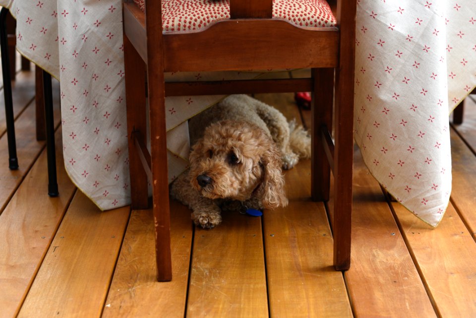 Auckl, New zeal, Table cloth