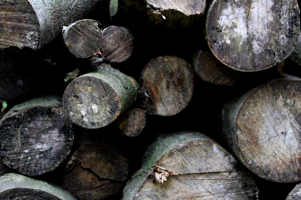 Germany, Forest, Wood