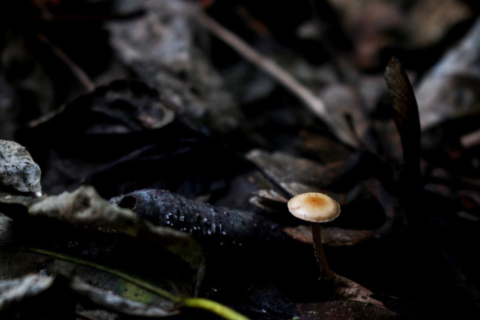 Germany, Forest, Mushroom