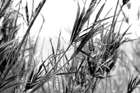New zeal, Auckl, Nature