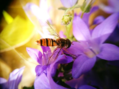 Insect, Flower, Hoverfly photo