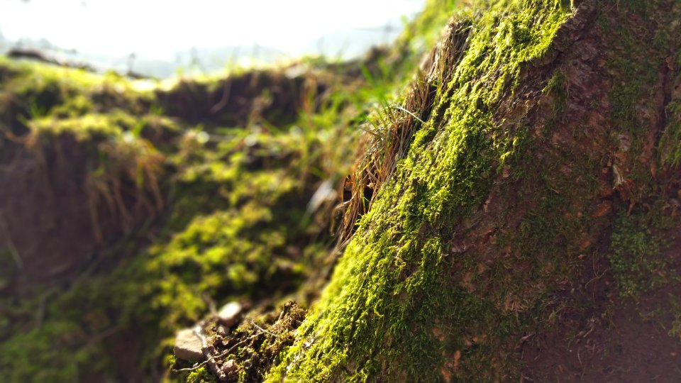 Moss, Grass, Mini beast habitat