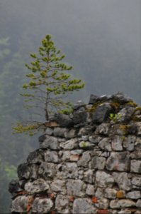 Germany, Burgruine werdenfels, Garmischpartenkirchen