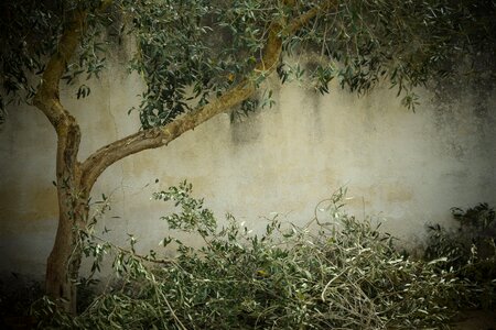 Tree cutting tree crop tree pruning