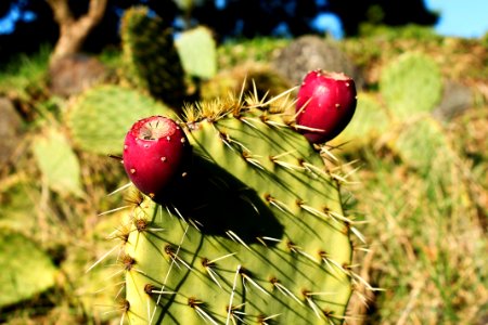 Chomrac, France, Cactus