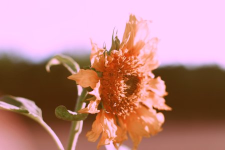 photo of brown petaled flower in bloom photo