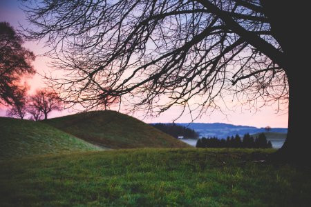 landscape photography of tree on hill photo