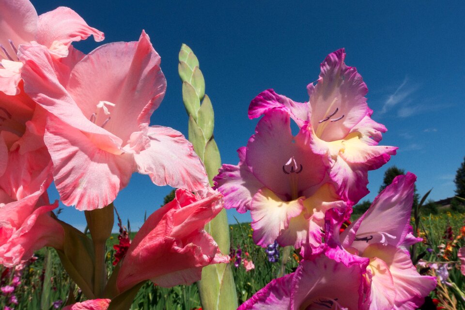 Pink tender green