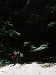 Shadow, Greenery, Woods photo