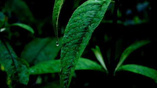 close up photography of green leaves photo