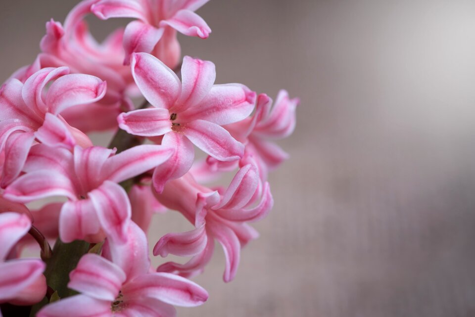 Pink flower flowers pink flowers