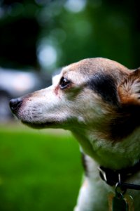 Dog, Clevel, United states photo