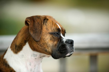 shallow focus photography of adult brindle and white boxer photo