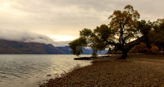 Queenstown, New zeal, Tree photo