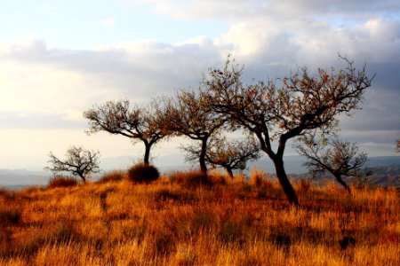 black trees on brown grass field under white cloudy sky at daytime photo