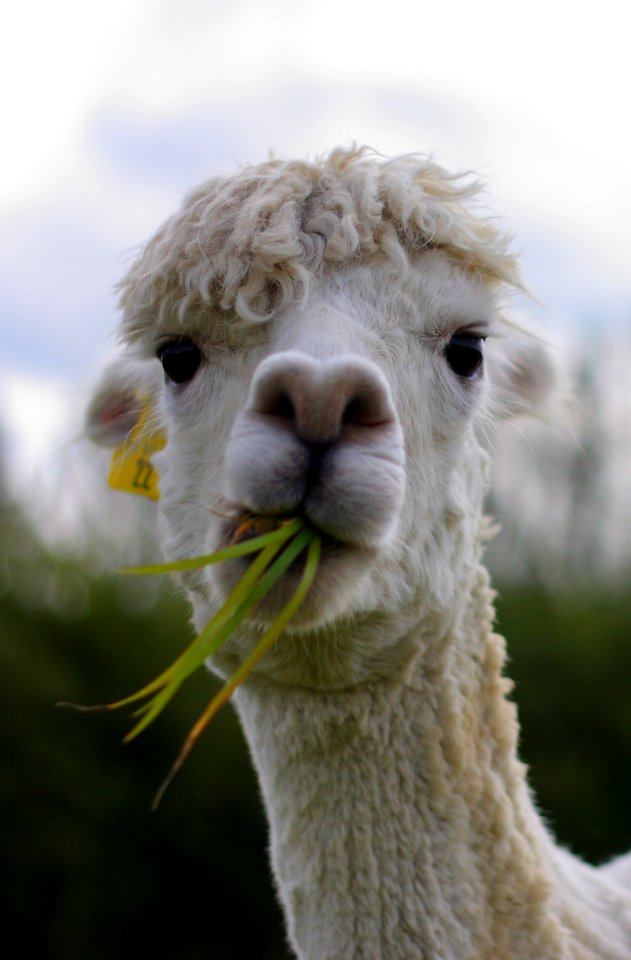 Funny, Funny face, Animal