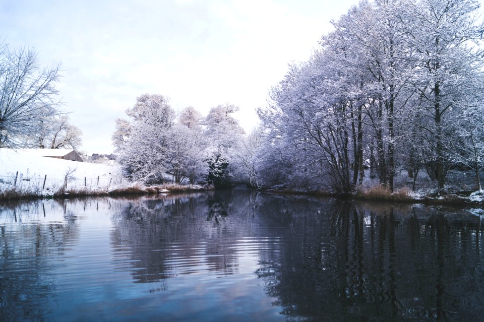Crosthwaite, United kingdom, Trees