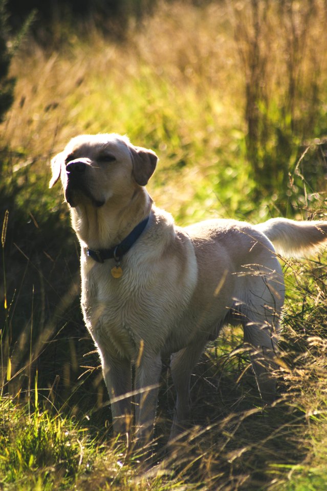 Crosthwaite, United kingdom, Dog