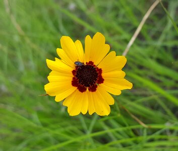Plains tickseed calliopsis garden tickseed