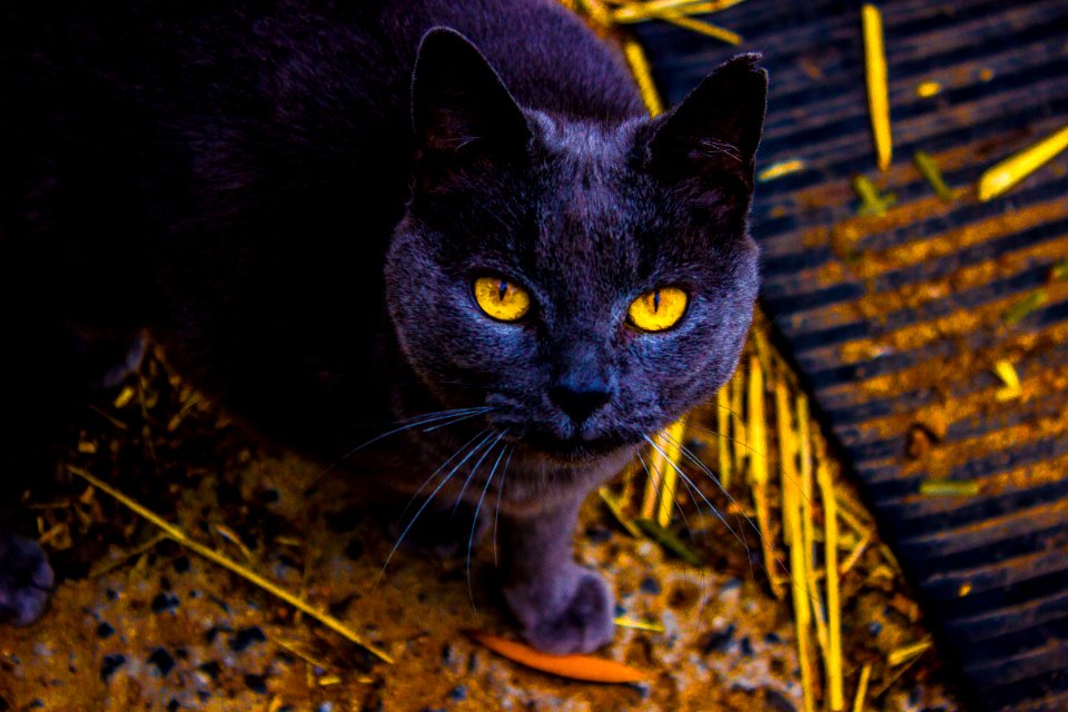 Lauriston, Australia, Outside cat