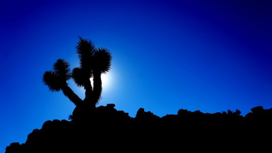 Joshua tree national park, Usa photo