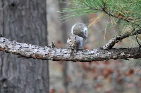 Forest, Squirrel, Tree