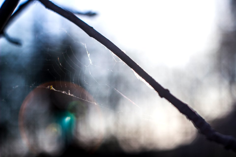 Branch