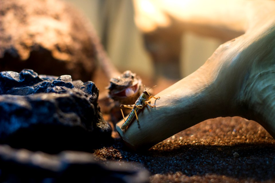 Animal, Wild, Lizard