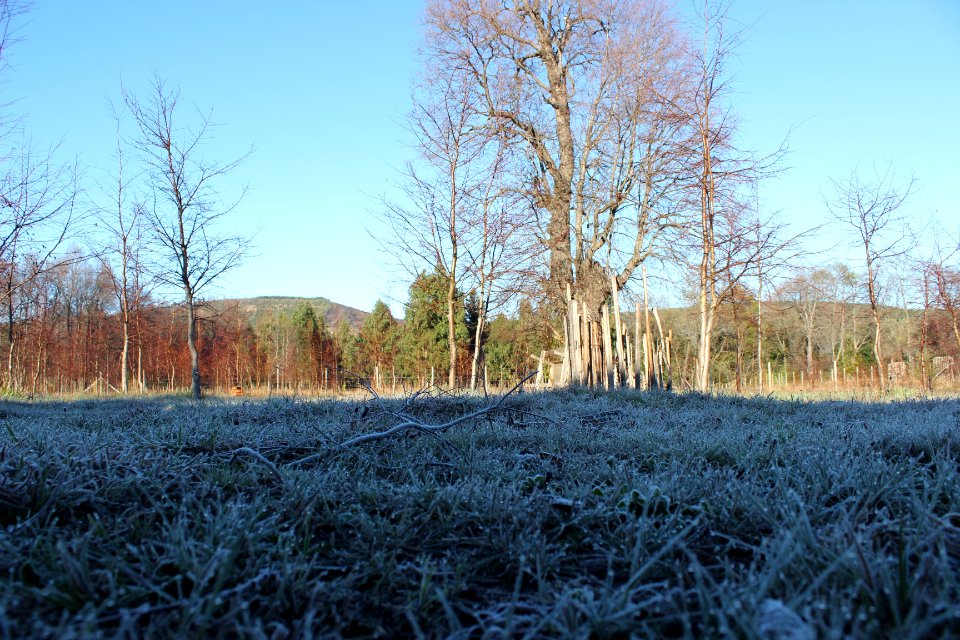 San fabin de alico, Woods, Winter