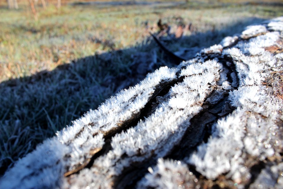 San fabin de alico, Woods, Winter
