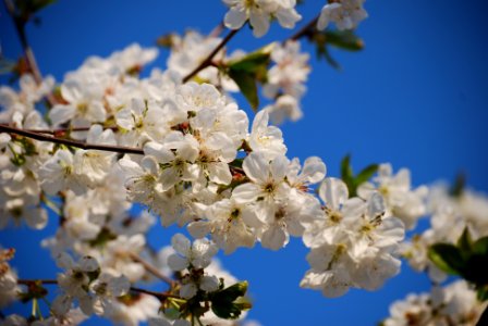 close up photo of white cherry blossoms photo