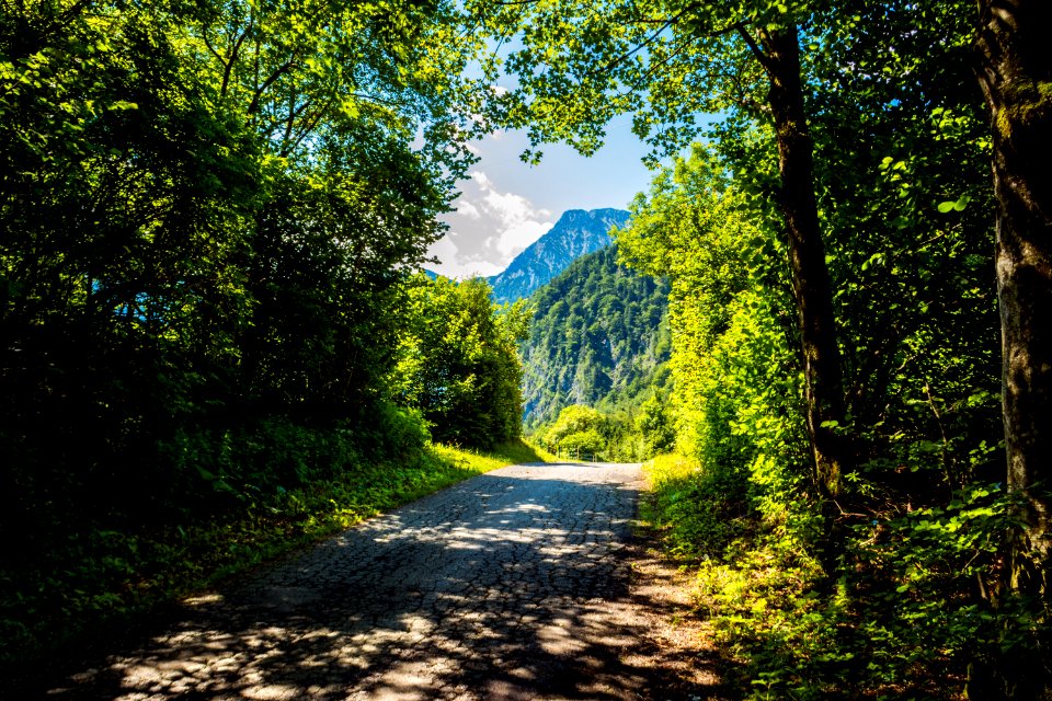 Mountain, Trees, Forest