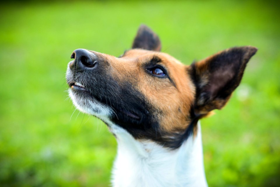 Grass, Bokeh, Dog