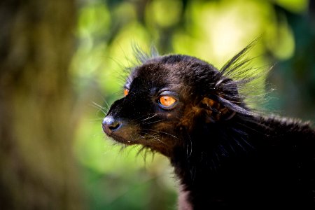 Animal, Lemur