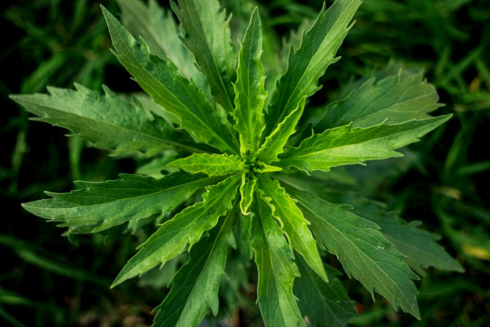 Salta, Argentina, Plant