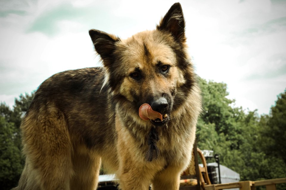 Dog