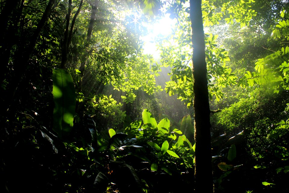 Costa rica, Tropenstation la gamba, Trees