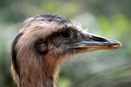 Iguazu falls, Wildlife, Face