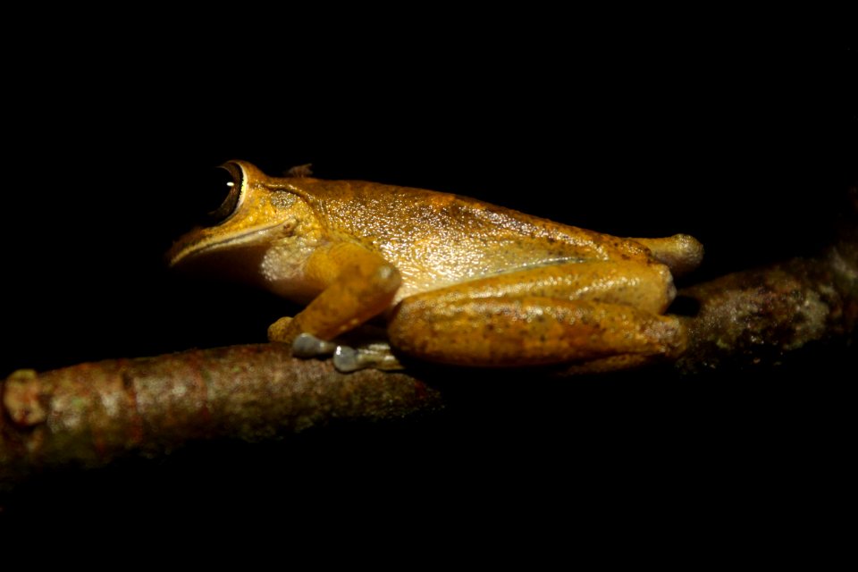 brown frog perched on tree branch
