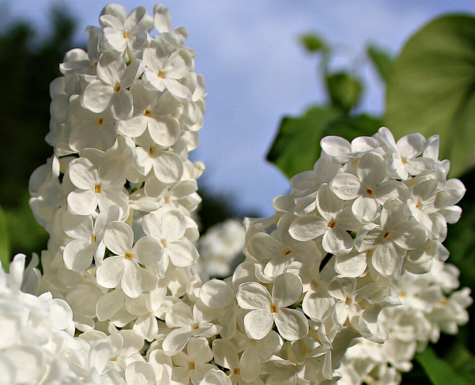 Nature blossom bloom