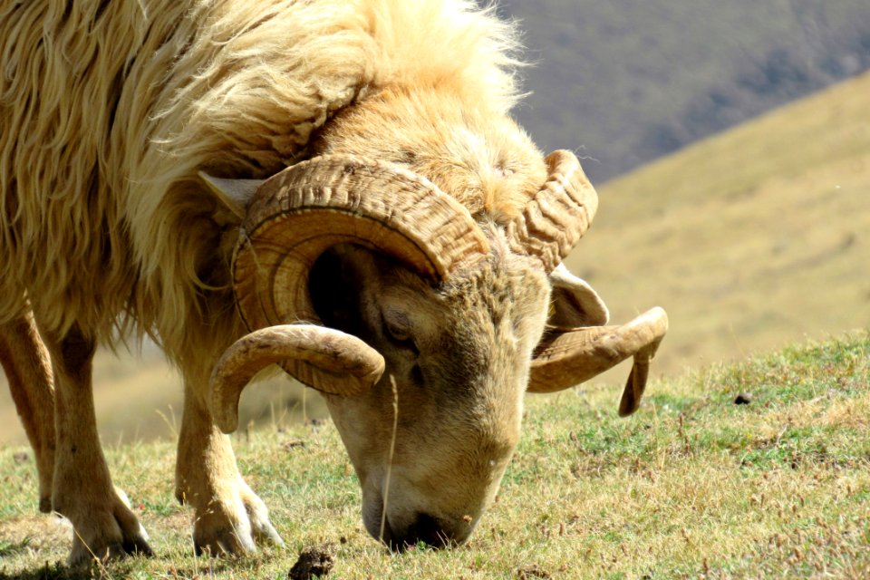 Parque nacional de los picos de europa, Spain, Rams horn
