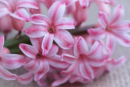 Pink flower flowers pink flowers photo