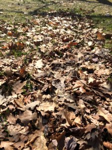 Brown, Fall, Leaves