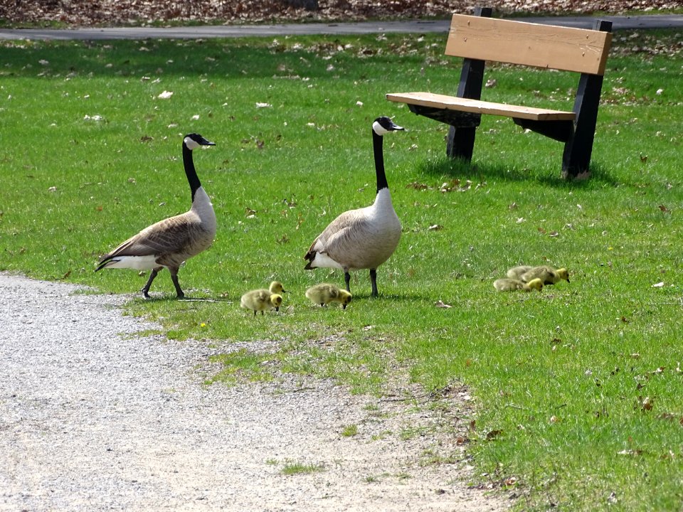 Michigan, United states, Animal