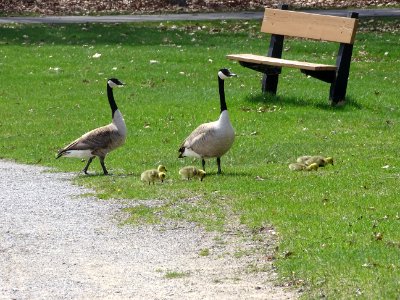 Michigan, United states, Animal
