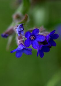Wild blue plant photo