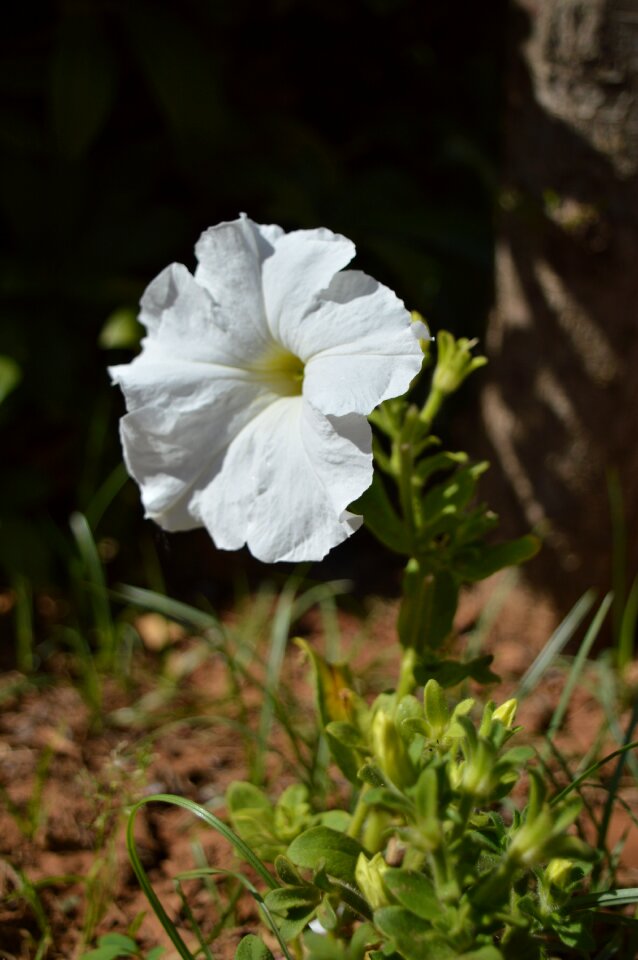 White flowers flowers spring
